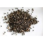 Семена Salvia divinorum ( Сальвия дивинорум)