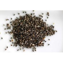 Семена Salvia divinorum ( Сальвия дивинорум)