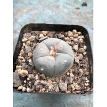 Купить живой кактус Пейот (Lophophora Williamsii)
