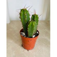 Купить Живой Кактус Echinopsis lageniformis (Bolivian Torch Cactus)