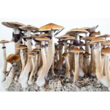 Купить Споры грибов Psilocybe Cubensis — Mckennaii