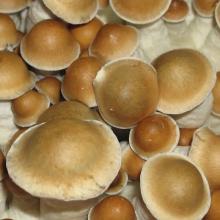 Купить Споры грибов Psilocybe Cubensis Maui Platinum (PES Hawaiian)